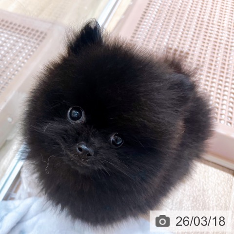 ポメラニアンの写真