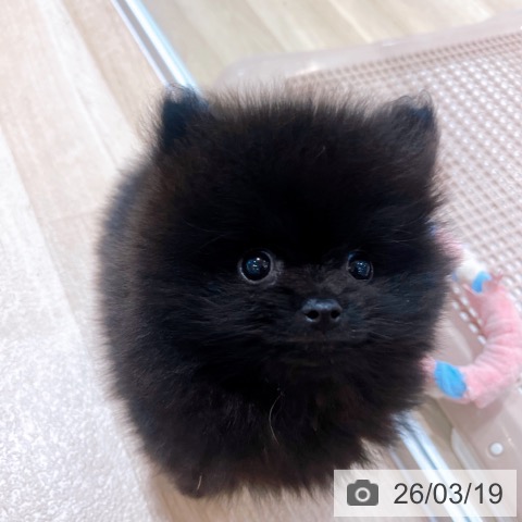 ポメラニアンの写真