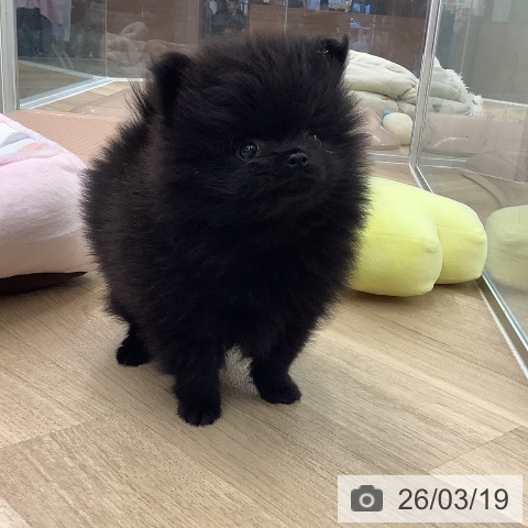 ポメラニアンの写真