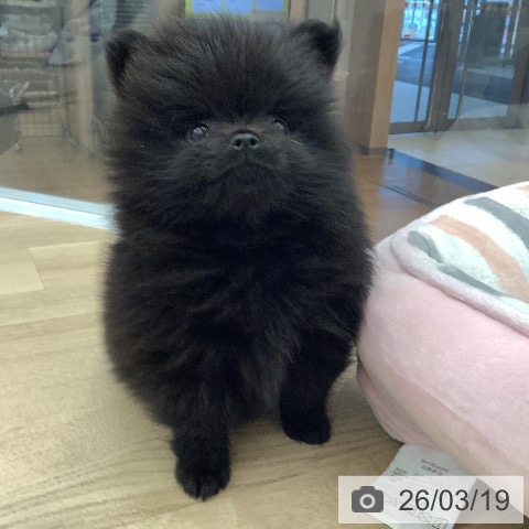 ポメラニアンの写真