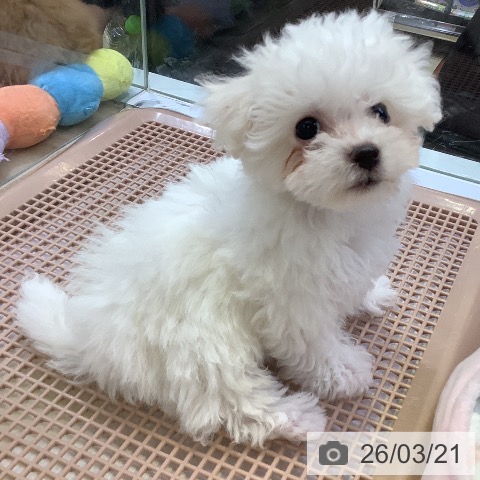 ビション・フリーゼの写真