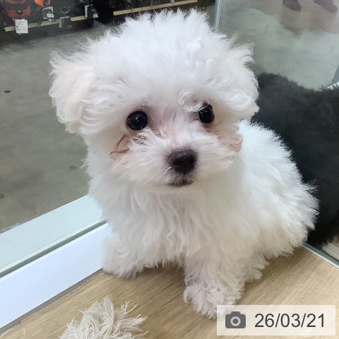 ビション・フリーゼの写真