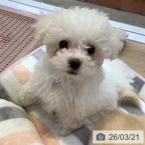 兵庫県のビションフリーゼ (ペットプラス 姫路大津店/2026年1月11日生まれ/男の子/ホワイト)の子犬の4枚目の画像