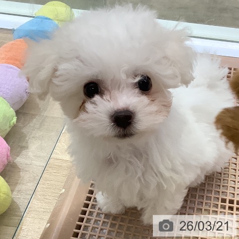 兵庫県のビションフリーゼ (ペットプラス 姫路大津店/2026年1月11日生まれ/男の子/ホワイト)の子犬の3枚目の画像