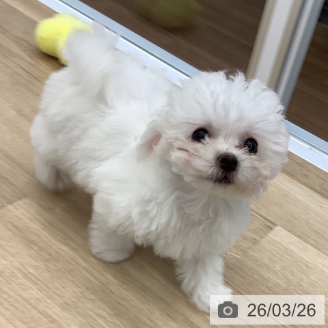 大阪府のビションフリーゼ (ペットプラス りんくう泉南店/2026年1月11日生まれ/女の子/ホワイト)の子犬の4枚目の画像