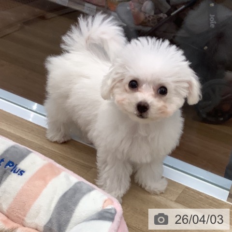 大阪府のビションフリーゼ (ペットプラス りんくう泉南店/2026年1月11日生まれ/女の子/ホワイト)の子犬の4枚目の画像