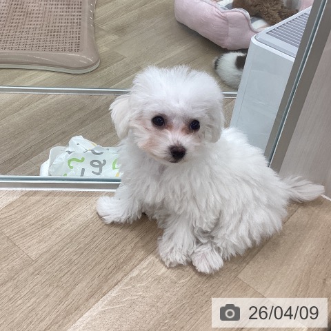 大阪府のビションフリーゼ (ペットプラス りんくう泉南店/2026年1月11日生まれ/女の子/ホワイト)の子犬の4枚目の画像