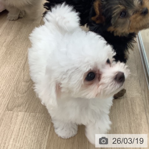 大阪府のビションフリーゼ (ペットプラス りんくう泉南店/2026年1月11日生まれ/女の子/ホワイト)の子犬の3枚目の画像