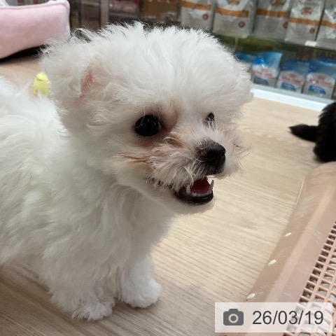 ビション・フリーゼの写真