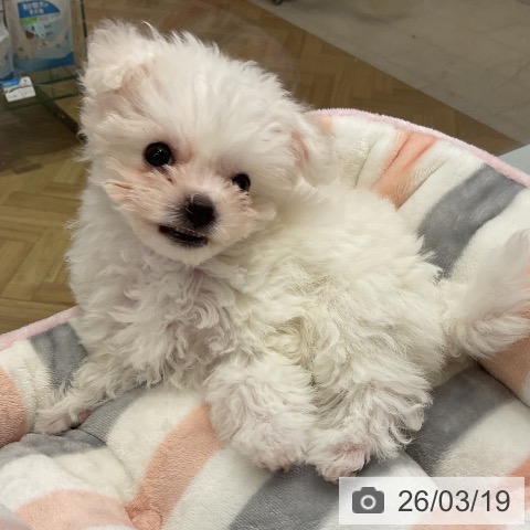 ビション・フリーゼの写真