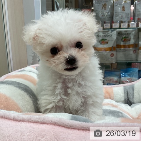 ビション・フリーゼの写真