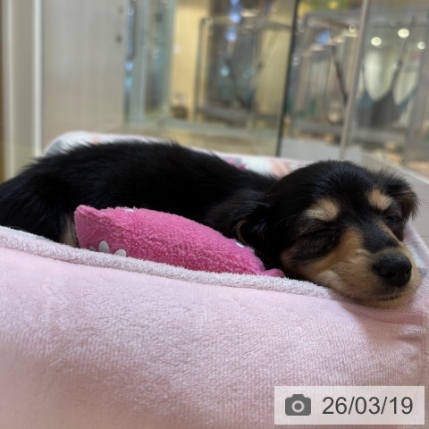 カニーンヘン・ダックスフンドの写真