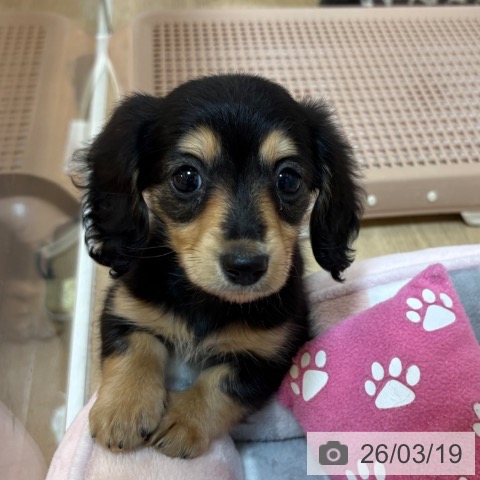 カニーンヘン・ダックスフンドの写真