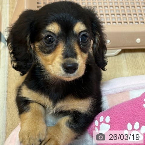 カニーンヘン・ダックスフンドの写真