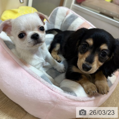 京都府のカニンヘンダックスフンド(ロング) (ペットプラス イオンモールKYOTO店/2026年1月9日生まれ/女の子/ブラックタン)の子犬の4枚目の画像