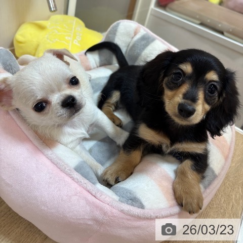 京都府のカニンヘンダックスフンド(ロング) (ペットプラス イオンモールKYOTO店/2026年1月9日生まれ/女の子/ブラックタン)の子犬の3枚目の画像