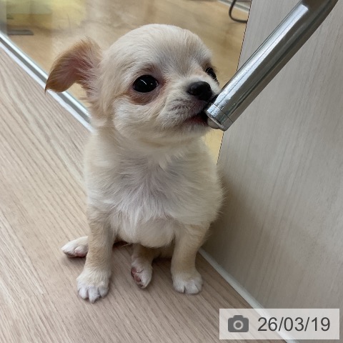 大阪府のチワワ(ロング) (ペットプラス ららぽーと和泉店/2026年1月8日生まれ/男の子/クリームホワイト)の子犬の4枚目の画像