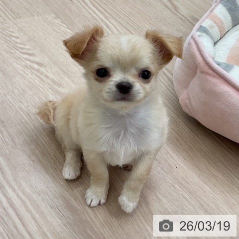 大阪府のチワワ(ロング) (ペットプラス ららぽーと和泉店/2026年1月8日生まれ/男の子/クリームホワイト)の子犬の3枚目の画像
