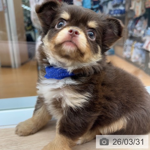 京都府のチワワ(ロング) (ペットプラス 京都桂川店/2026年1月16日生まれ/男の子/チョコレートタン)の子犬の4枚目の画像