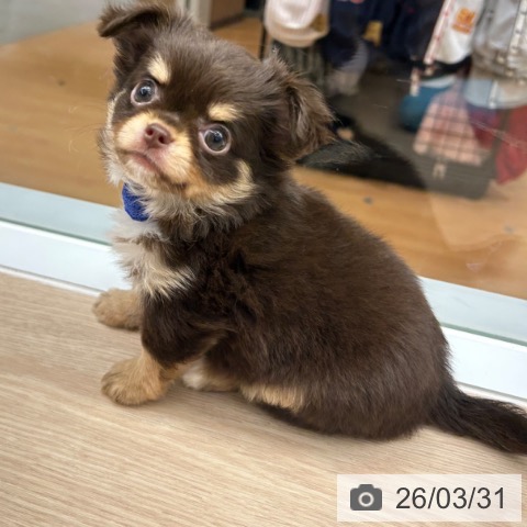 京都府のチワワ(ロング) (ペットプラス 京都桂川店/2026年1月16日生まれ/男の子/チョコレートタン)の子犬の3枚目の画像