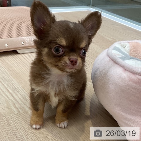 チワワの写真