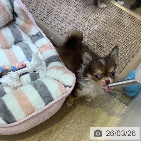 兵庫県のチワワ(ロング) (ペットプラス 明石店/2026年1月16日生まれ/女の子/チョコレートタンホワイト)の子犬の4枚目の画像