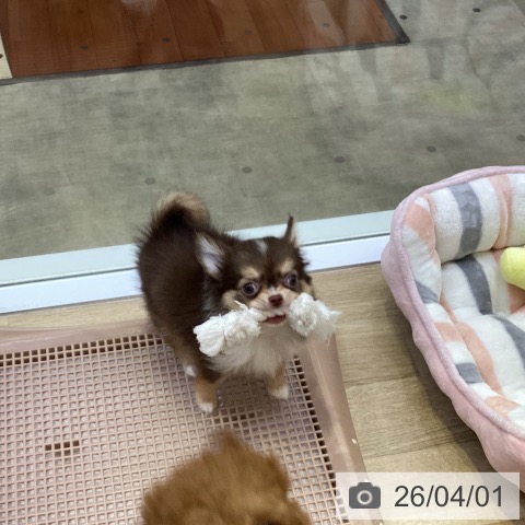 兵庫県のチワワ(ロング) (ペットプラス 明石店/2026年1月16日生まれ/女の子/チョコレートタンホワイト)の子犬の4枚目の画像