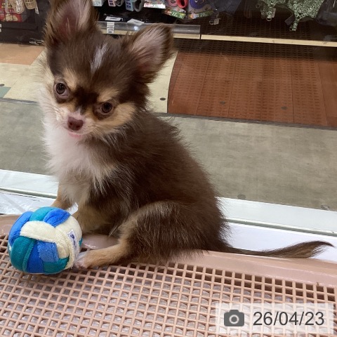 兵庫県のチワワ(ロング) (ペットプラス 明石店/2026年1月16日生まれ/女の子/チョコレートタンホワイト)の子犬の4枚目の画像