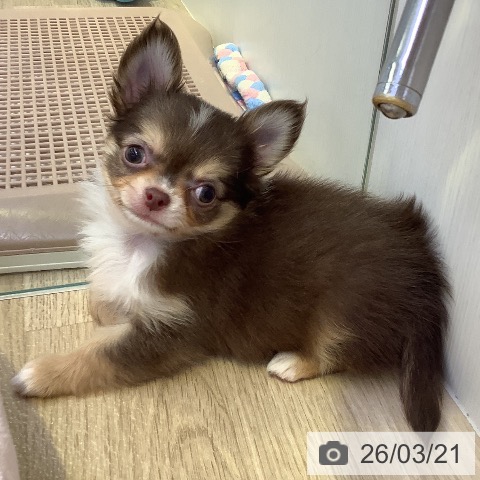 チワワの写真