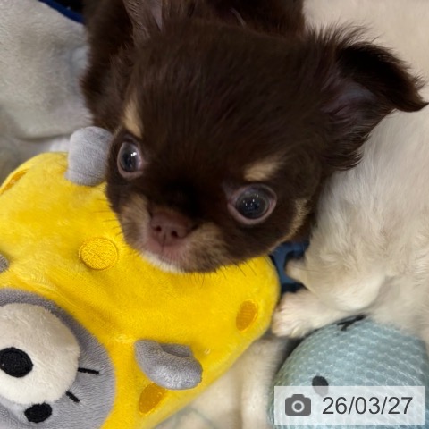 大阪府のチワワ(ロング) (ペットプラス イオン大日店/2026年1月16日生まれ/女の子/チョコレートタンホワイト)の子犬の4枚目の画像