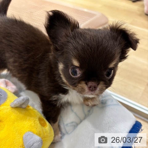 大阪府のチワワ(ロング) (ペットプラス イオン大日店/2026年1月16日生まれ/女の子/チョコレートタンホワイト)の子犬の3枚目の画像