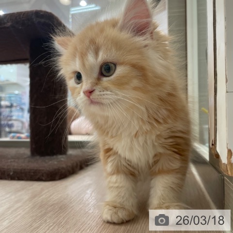 マンチカンの写真