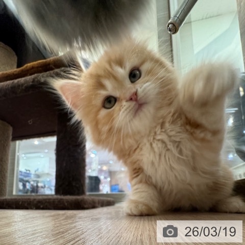 マンチカンの写真