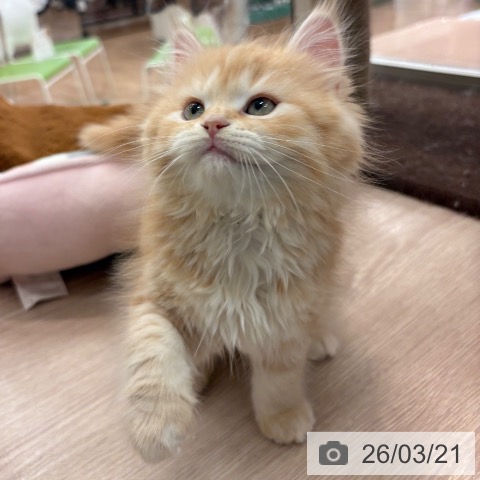 マンチカンの写真