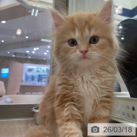 マンチカンの写真