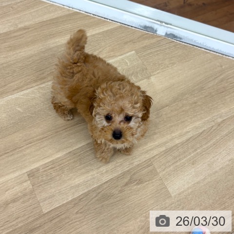 京都府のトイプードル(トイ) (ペットプラス 久御山店/2026年1月15日生まれ/女の子/アプリコット)の子犬の3枚目の画像