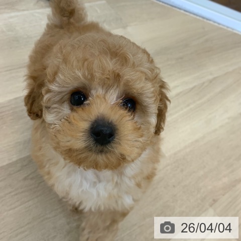 京都府のトイプードル(トイ) (ペットプラス 久御山店/2026年1月15日生まれ/女の子/アプリコット)の子犬の3枚目の画像