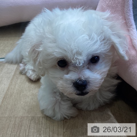 ビション・フリーゼの写真