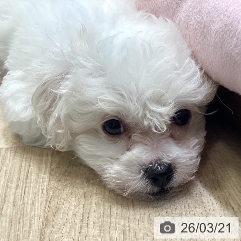 ビション・フリーゼの写真