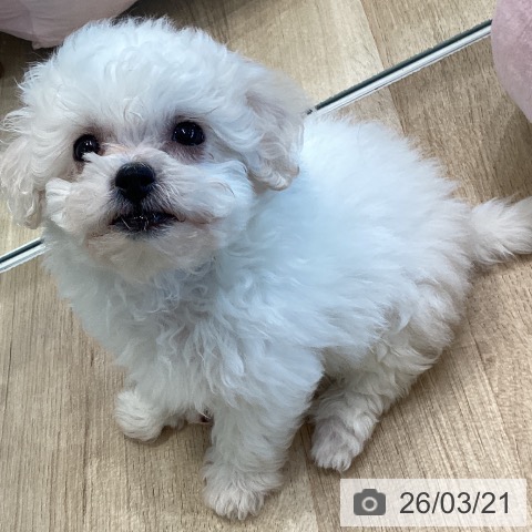 ビション・フリーゼの写真