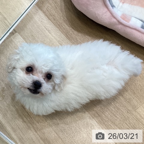 ビション・フリーゼの写真