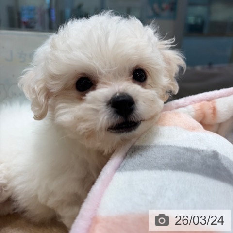 大阪府のビションフリーゼ (ペットプラス 堺北花田店/2026年1月16日生まれ/男の子/ホワイト)の子犬の3枚目の画像