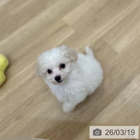 ビション・フリーゼの写真