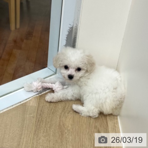 ビション・フリーゼの写真