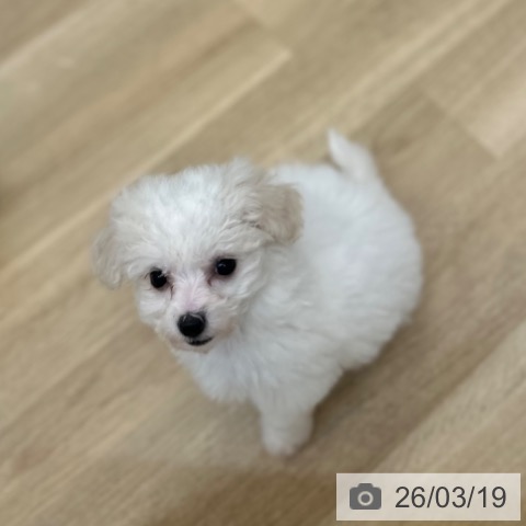 ビション・フリーゼの写真