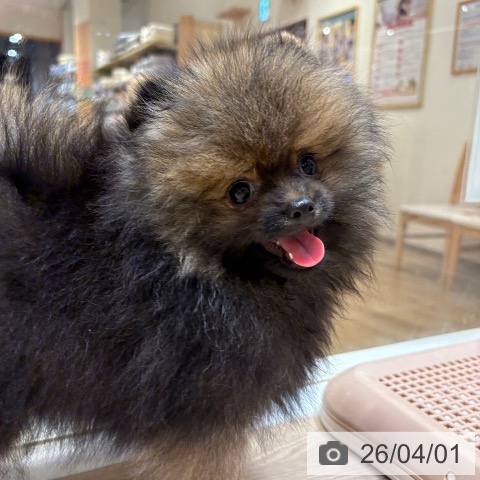 大阪府のポメラニアン (ペットプラス 堺鉄砲町店/2026年1月7日生まれ/男の子/オレンジセーブル)の子犬の4枚目の画像