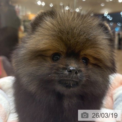ポメラニアンの写真
