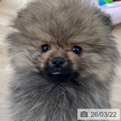ポメラニアンの写真