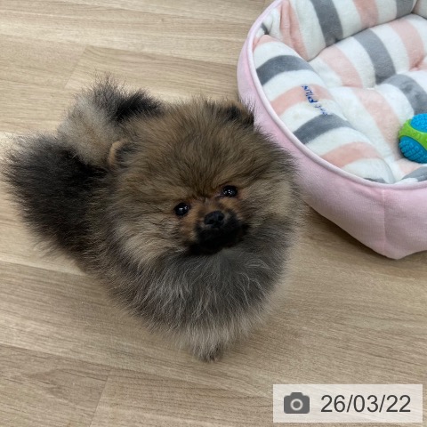 ポメラニアンの写真