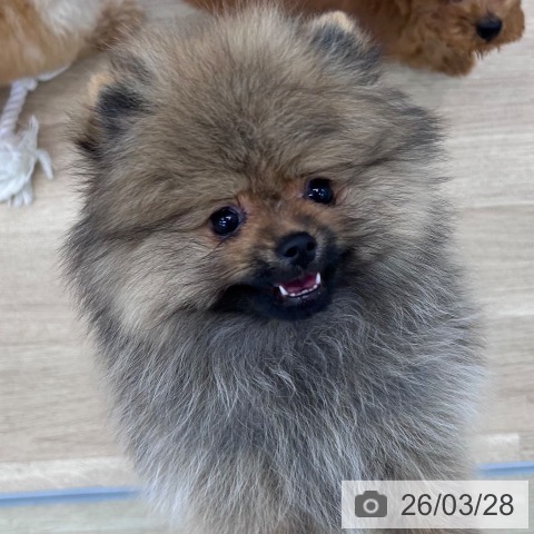 大阪府のポメラニアン (ペットプラス 松原店/2026年1月7日生まれ/女の子/オレンジセーブル)の子犬の4枚目の画像